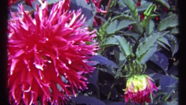 1967: beautiful pink flower MONTREAL CANADA