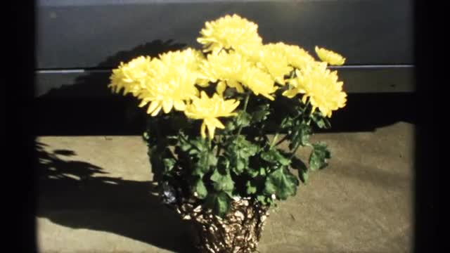 1971: easter flowers in 1971 LA CROSSE WISCONSIN