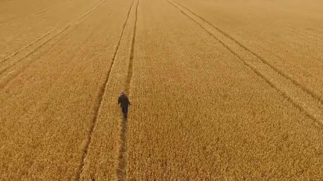 Corn field with man