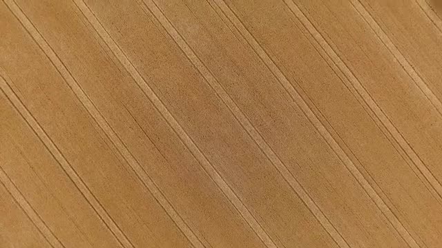 Corn Field Stripes