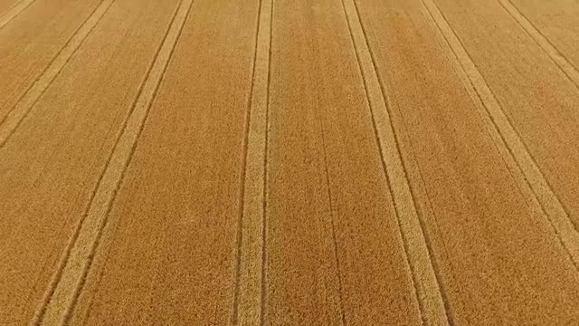 Corn Field Stripes 3