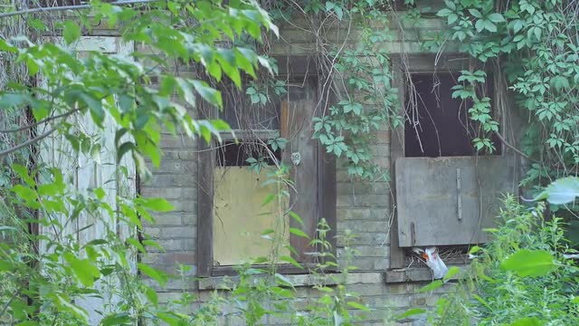 Brick Walls of Mysterious Abandoned Buildings Windows With no Glasses Ruins Sad Picture of Derelict 