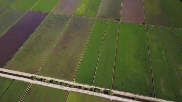 Aerial Video - Bird's eye view of Green paddy fields.