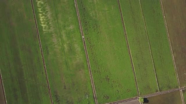 Aerial Video - Bird's eye view of Green paddy fields. 