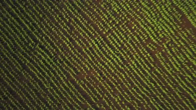 Aerial Video - Bird's Eye View of Green Paddy Fields