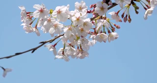 Cherry blossoms in full bloom at Ueno park, Tokyo, Japan
