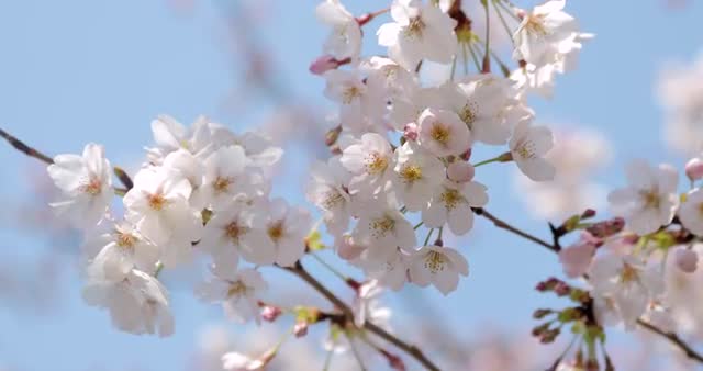 Cherry blossoms in full bloom at Ueno park, Tokyo, Japan