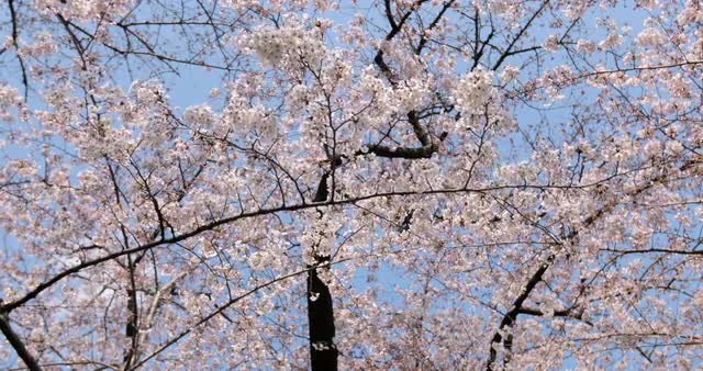 Cherry blossoms in full bloom at Ueno park, Tokyo, Japan