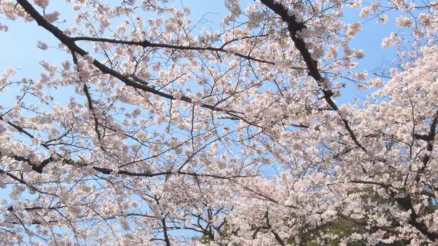 Cherry blossoms in full bloom against blue sky at Ueno park, Tokyo, Japan