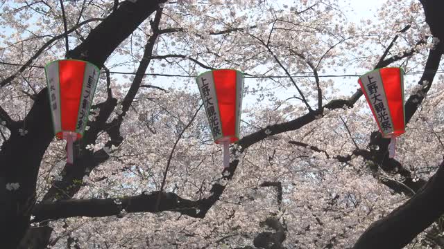 Cherry blossoms in full bloom and lanterns at Ueno park, Tokyo, Japan