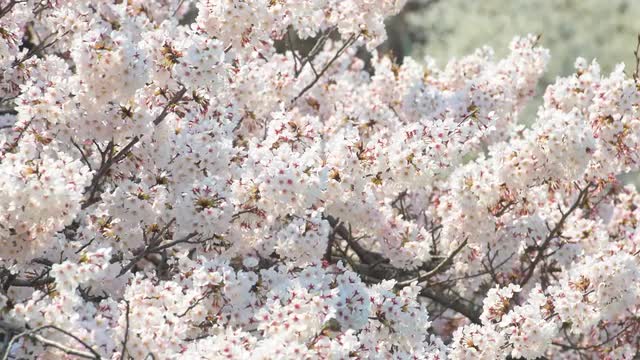 Cherry blossoms in full bloom at Ueno park, Tokyo, Japan