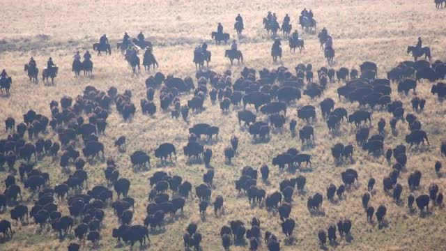 Bison being rounded up and pushed across the landscape by cowboys
