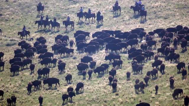 Bison being rounded up and pushed across the landscape by cowboys