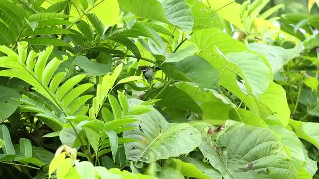 Rufous Fantail collecting insects in green foliage