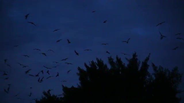 Pan on Frigatebirds flying over eery treetops in dark, moonlit sky