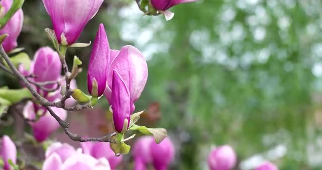 Pink Magnolia x Soulangeana Flowers During a Sunny Springtime Day in the Park