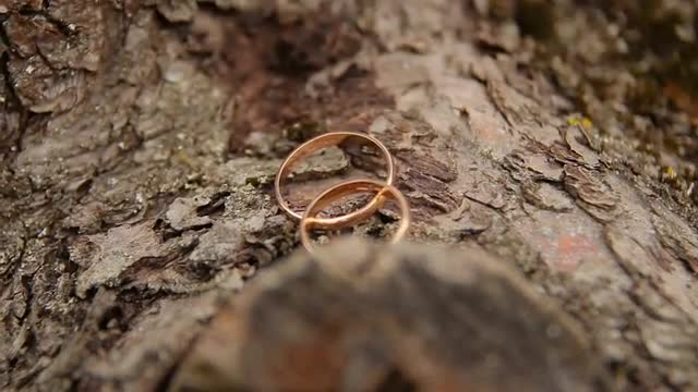 wedding rings on wooden stump
