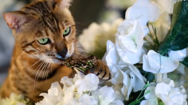 Purebred Bengal Cat Catches Butterfly