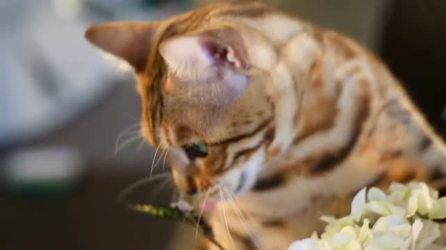 Butterfly On The Muzzle Of A Cat
