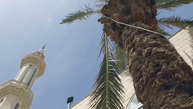 a Big, Beautiful Mosque. the Palm Tree Near the Mosque.