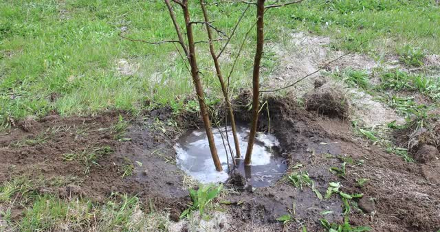 Man Planting a Tree Time Lapse
