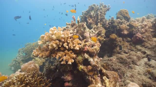 Coral reef and tropical fish.Philippines