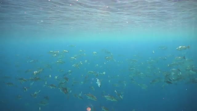 Coral reef and tropical fish.Philippines