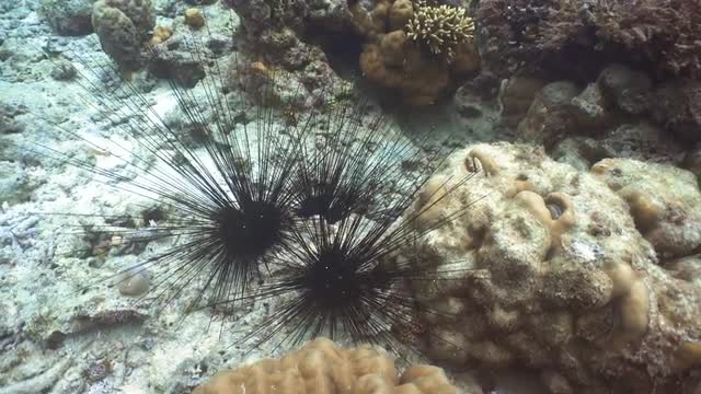Black sea urchin.