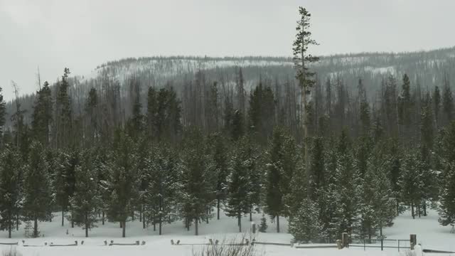 Snow Blowing Past Trees in WInd
