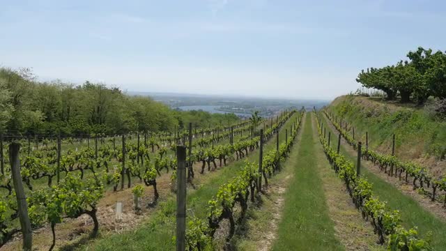 French Vineyard Wide Shot 1