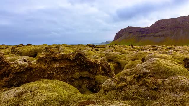 Iceland - Moss Lavafield