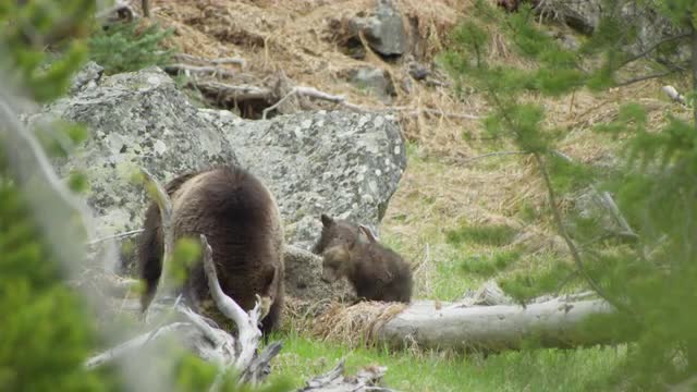 Grizzly Mom eating in the woods with her cubs playing by her in Yellowstone National Park