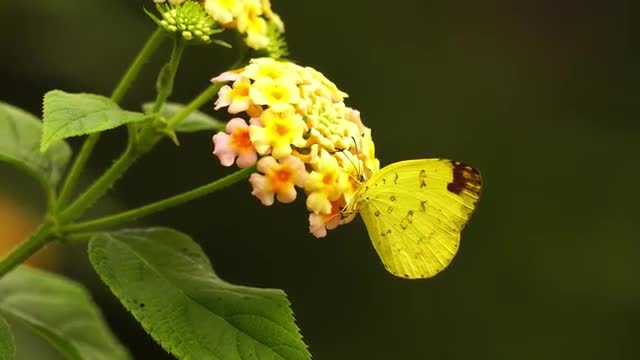 Asagimadara butterfly