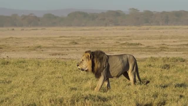 Lion, Amboseli National Park, Kenya