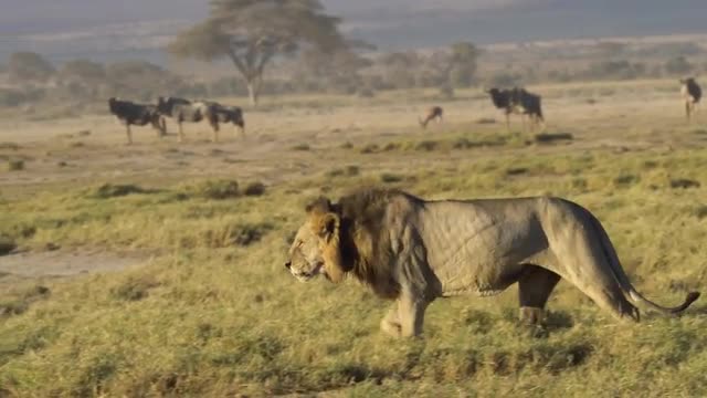 Lion, Amboseli National Park, Kenya