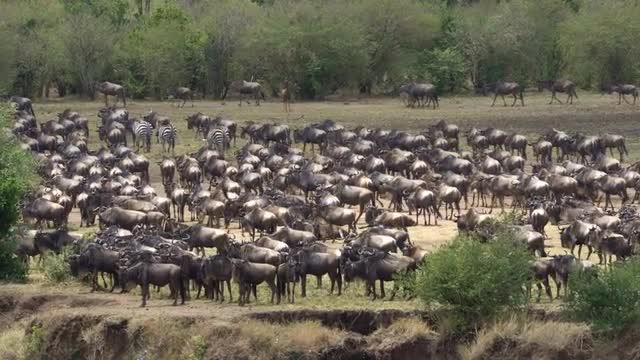 Blue Wildebeest, Masai Mara National Reserve, Kenya