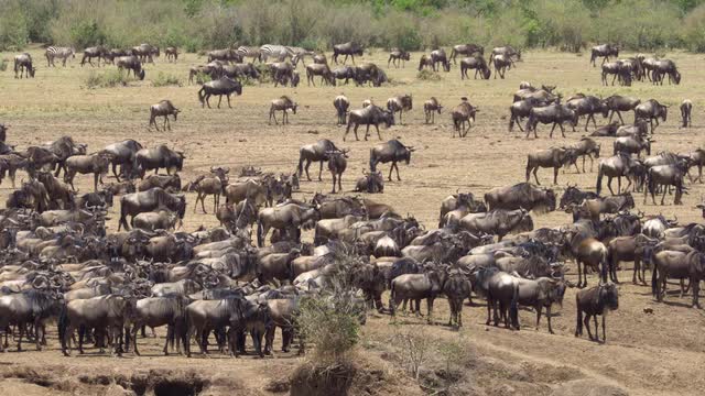 Blue Wildebeest, Masai Mara National Reserve, Kenya