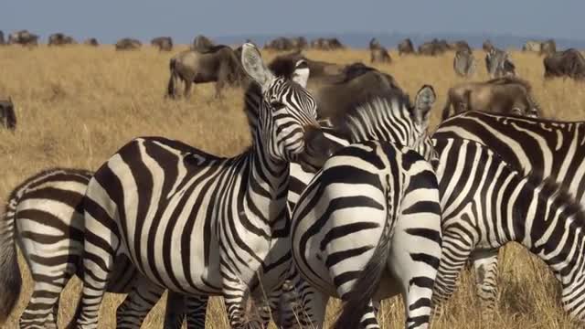 Zebras, Masai Mara National Reserve, Kenya