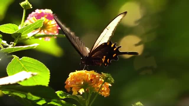 Chinese Windmill butterfly