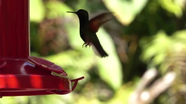 Hummingbird feeding Hummingbird feeding