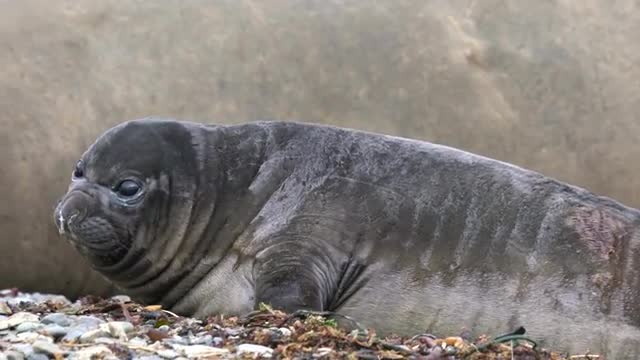 Southern Elephant Seal, South Georgia And The South Sandwich Islands