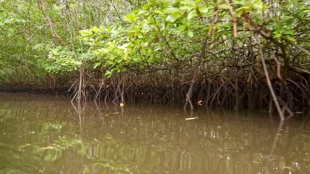 Floating through mangroves