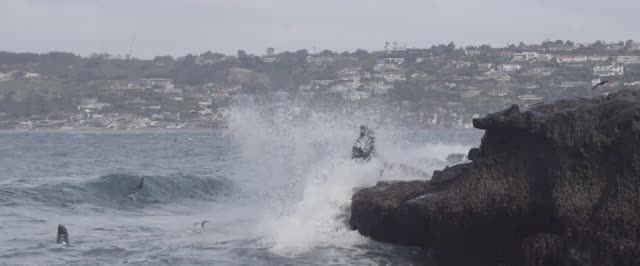 Sea Lion Looking over Edge Big Water Splash