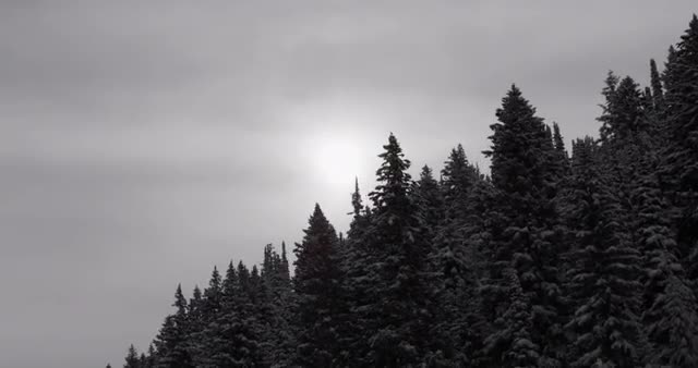 Snowy trees from road