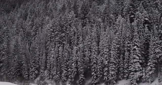 snowy trees