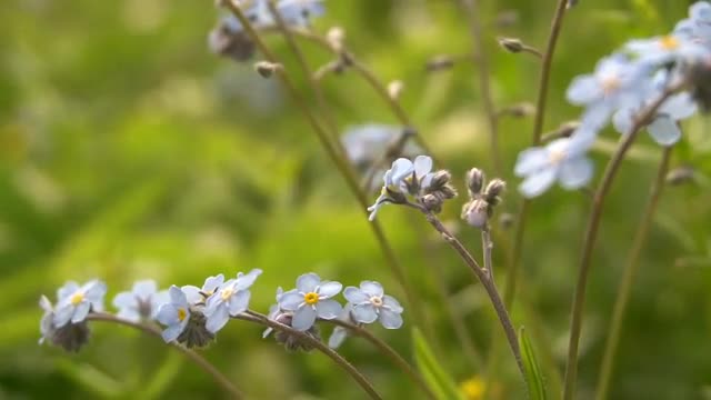 Flowers of a Forget-Me-Not on a Wild Meadow Close-Up of a Crouch in Wind