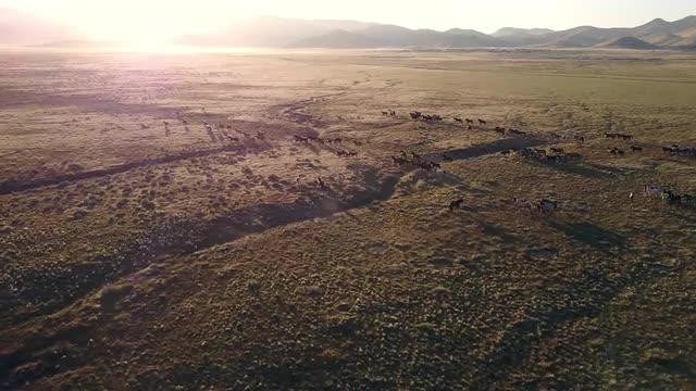 Aerial view of wild horses running as the Sun shines over the mountain top