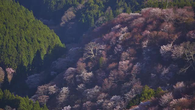 Timelapse of morning light on cherry blossoms at Mount Yoshino, Nara Prefecture, Japan