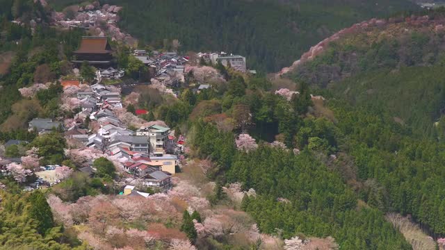 Cherry blossoms in full bloom at Mount Yoshino, Nara Prefecture, Japan