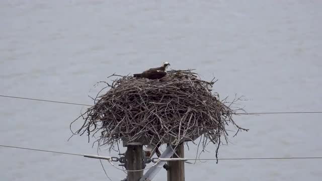 Osprey sitting in nest at Palisades Reservoir